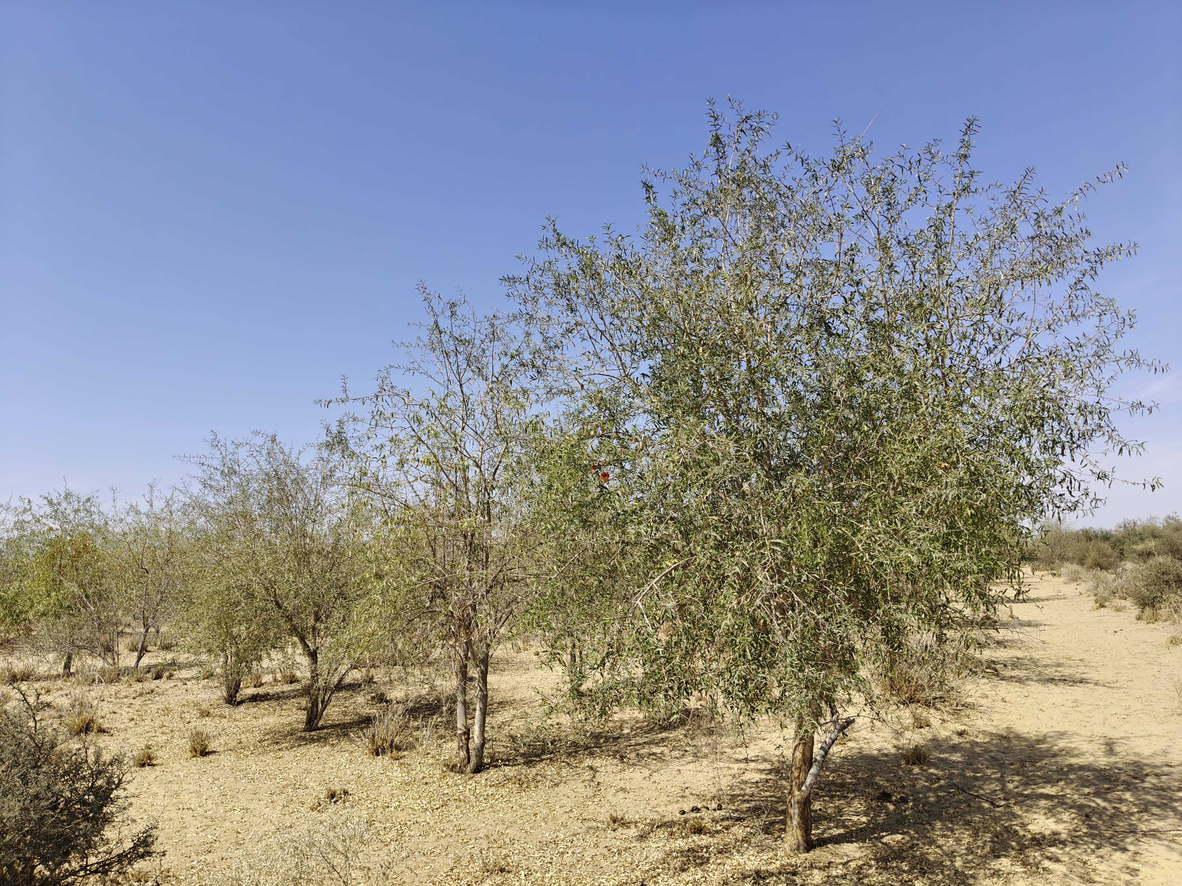 Compensatory Afforestation